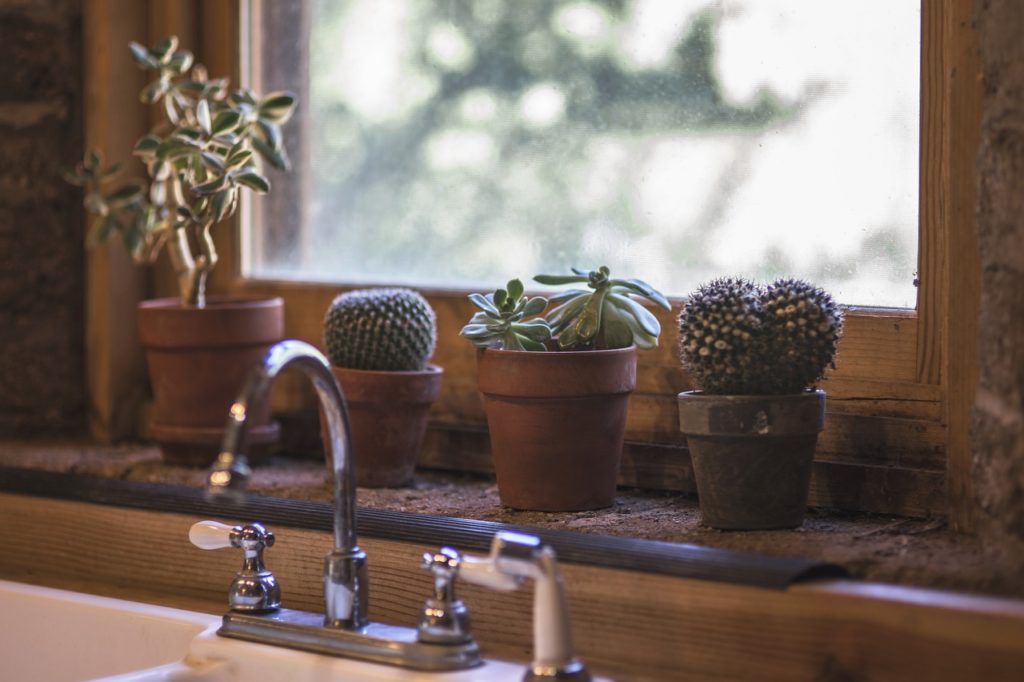 Plants in a kitchen window