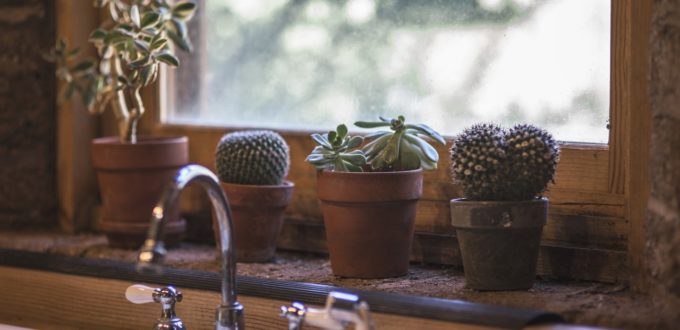 Plants in a kitchen window